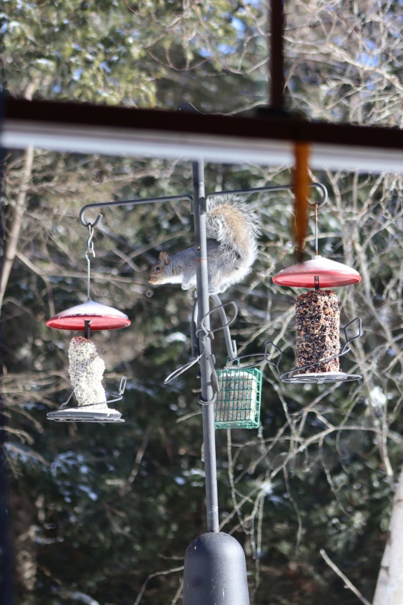 squirrel on my bird feeder