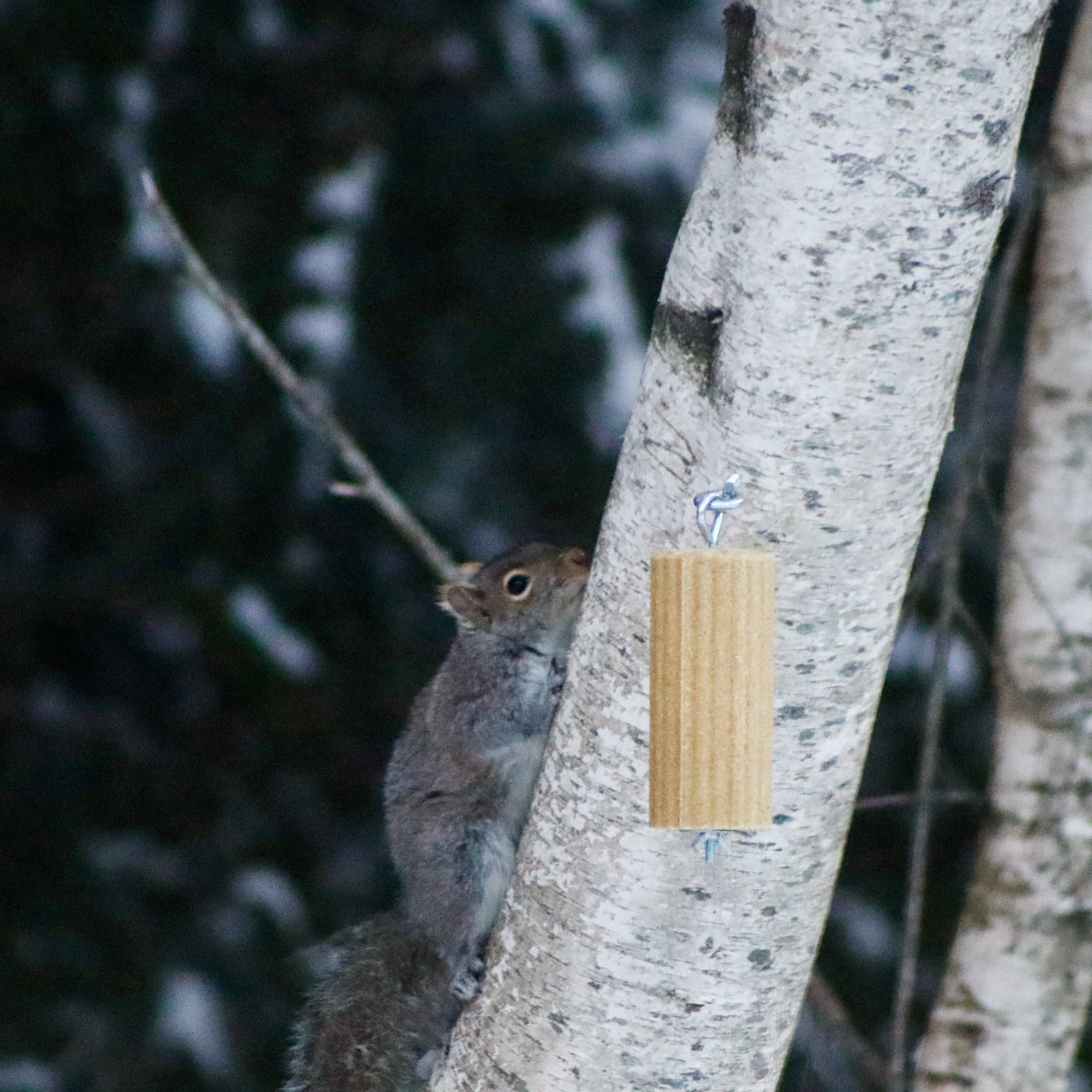 squirrel feeder