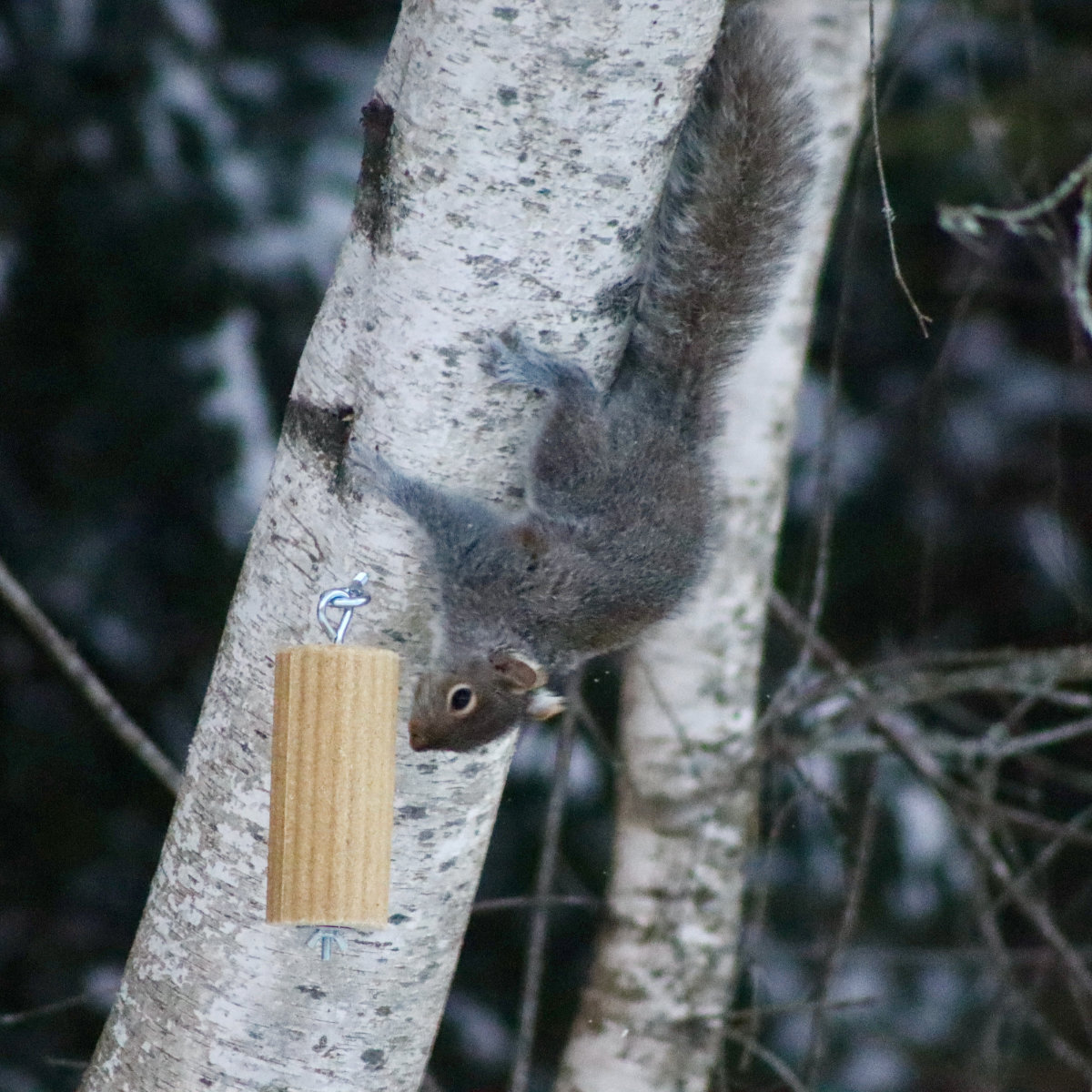 squirrel feeder