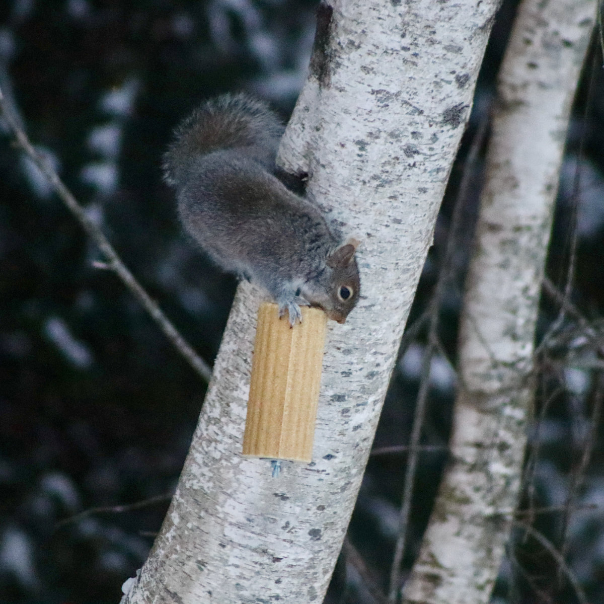 squirrel feeder maine