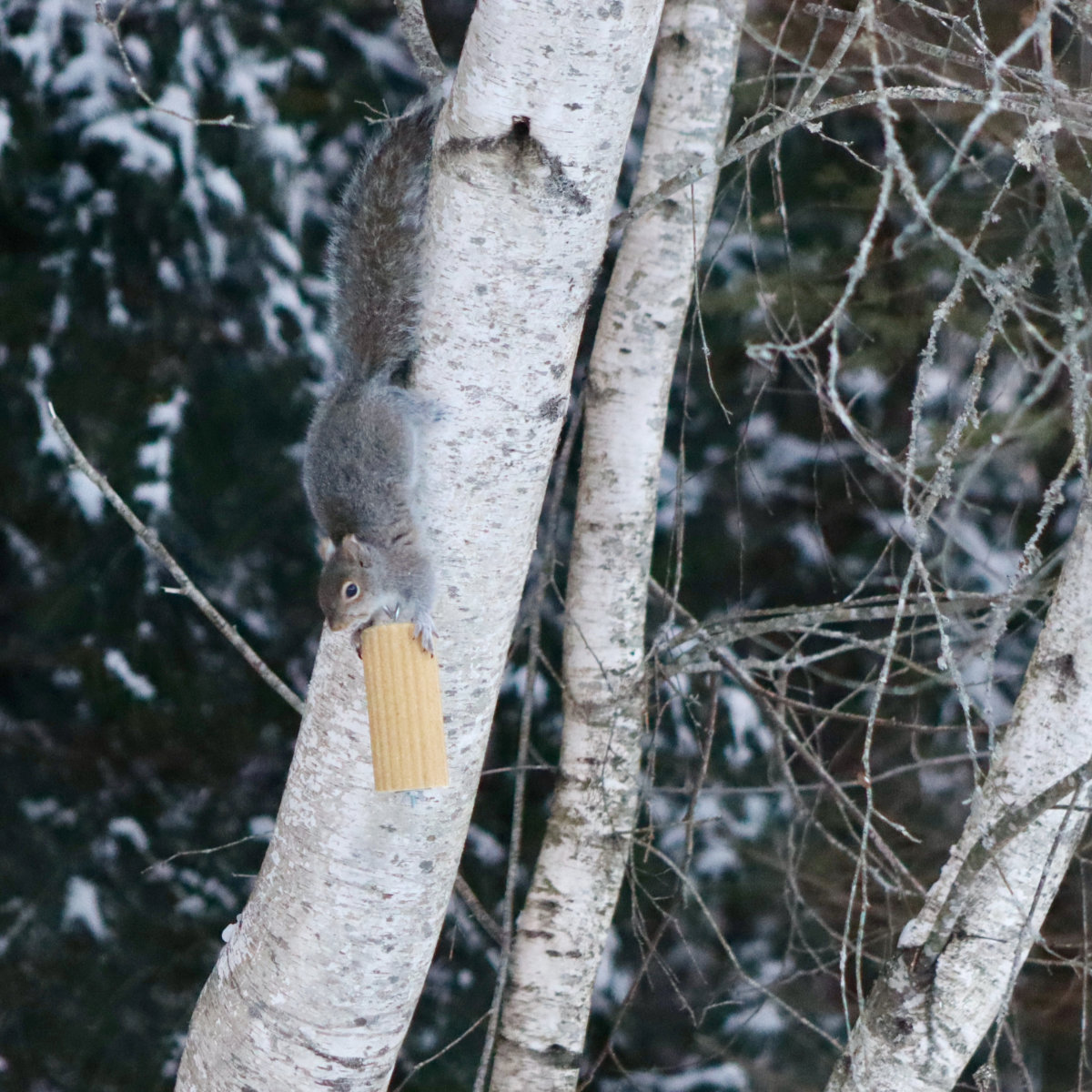 squirrel feeder