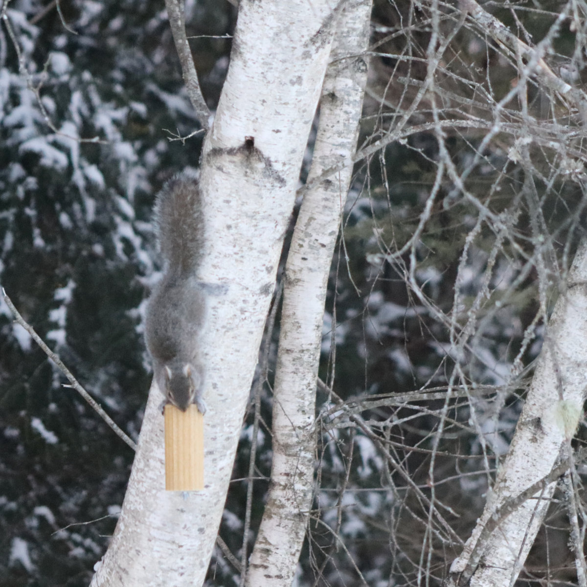 squirrel feeder