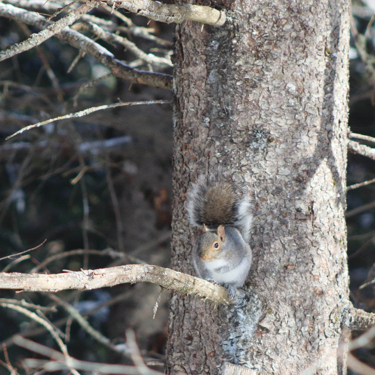 squirrel watching me from the tree