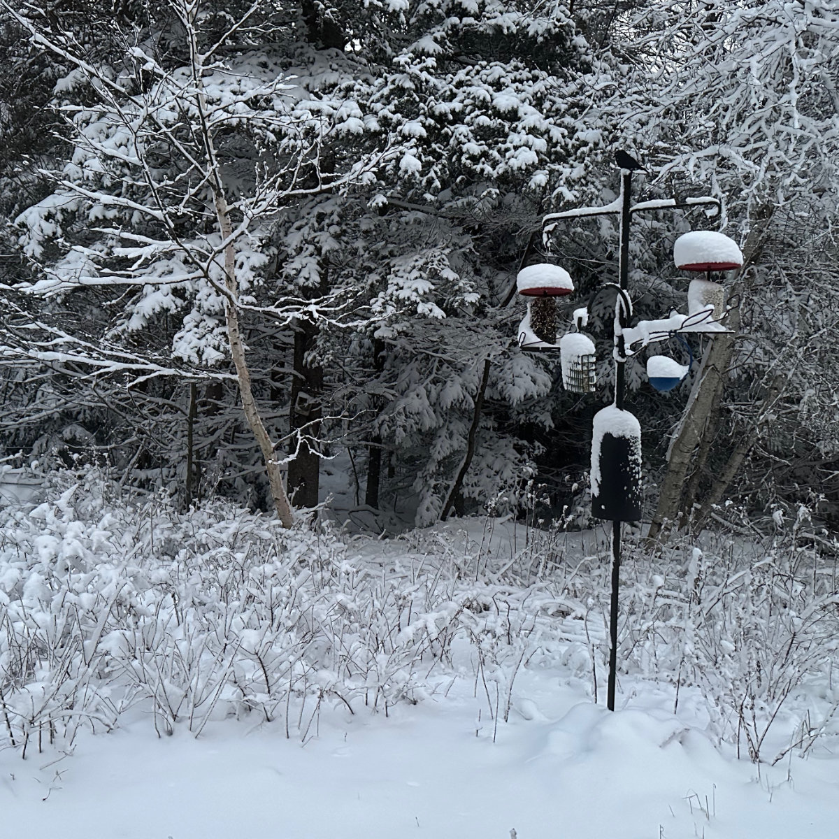 bird feeder in the snow