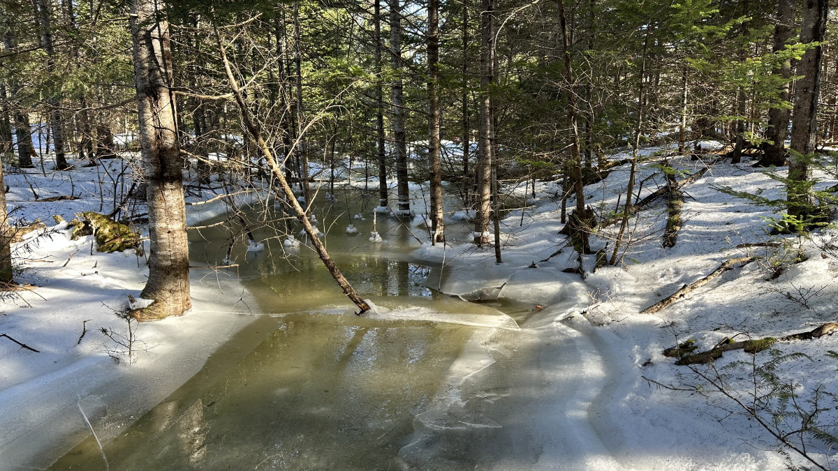 flooded woods