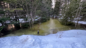 flooding in the woods