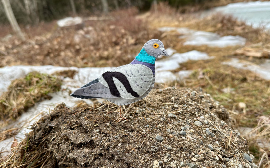 The Humble Rock Pigeon