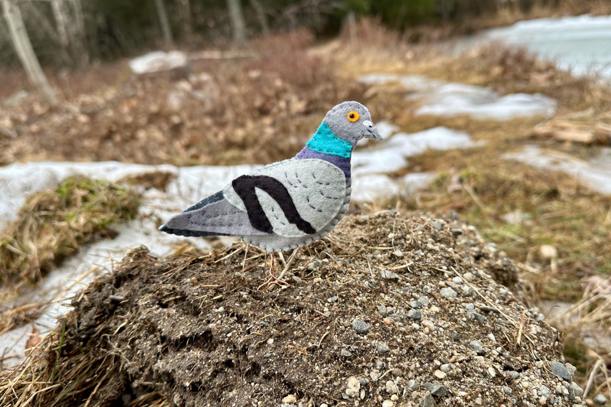 free rock pigeon felt pattern