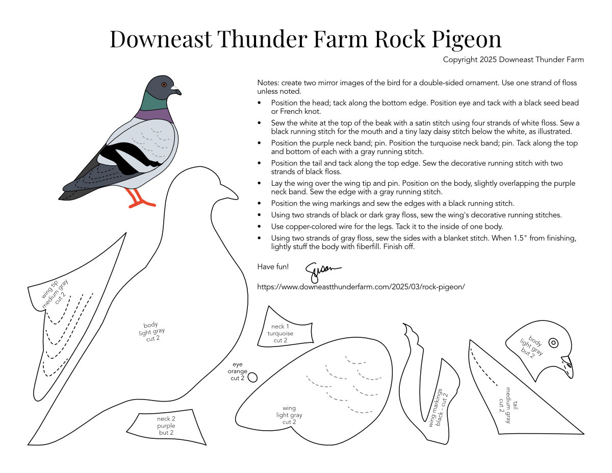 Rock Pigeon